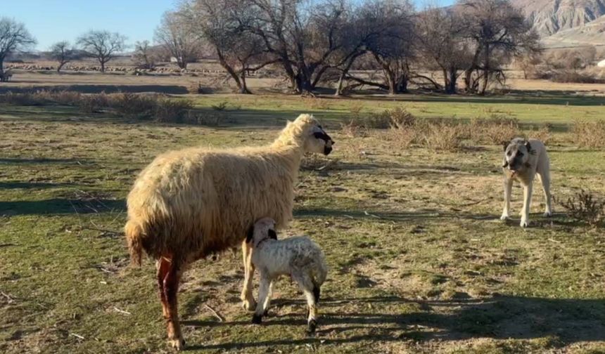 Anne Koyunun Kuzusunu Korumak İçin Köpekle Mücadelesi! (VİDEO)
