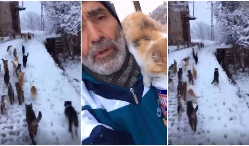 Kemah’ta Kar Sessizliği Şefkatle Bozuldu: Köylü Aç Kalan Kedilere Sahip Çıktı