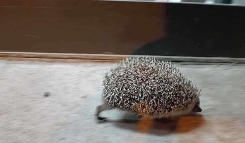 Karnı Acıkan Sevimli Kirpi Soluğu Markette Aldı