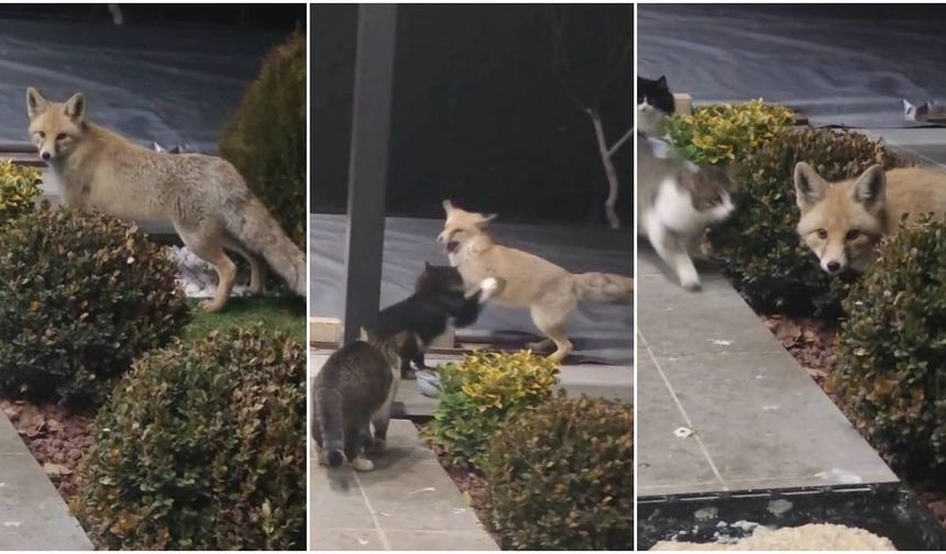 Tilki Cesur, Kediler Kararlı! (VİDEO)