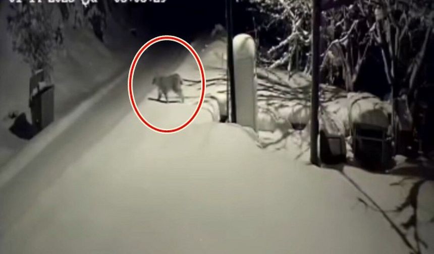 Bu Kez Ayı Değil Vaşak: Erzincan’da Nadir Görüntü Kamerada (VİDEO)