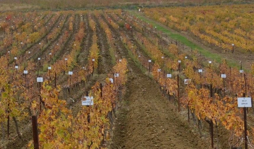 Erzincan Bağlarından Dünyaya Mesaj: