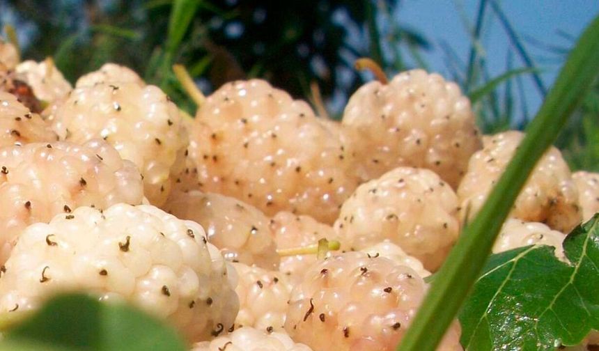 Erzincan’da Dutun 'Ümitvar' Geleceği