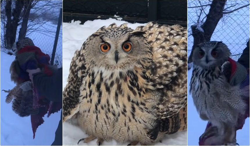 Erzincan’da Yaralı Dev Puhu Kuşu Bulundu