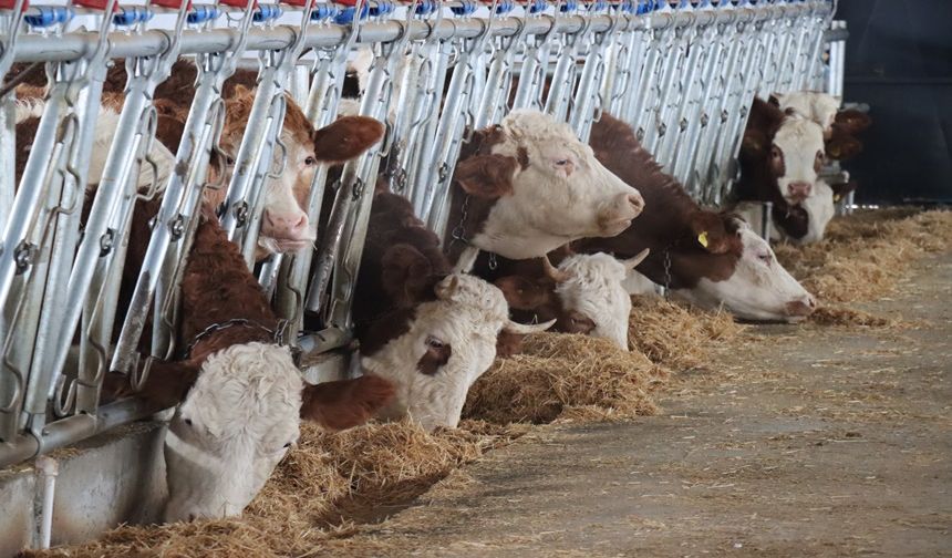 Genç Girişimciden Erzincan’a Modern Besi Tesisi