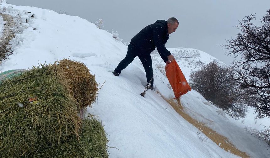 Üzümlü’de Yaban Hayata Kış Desteği