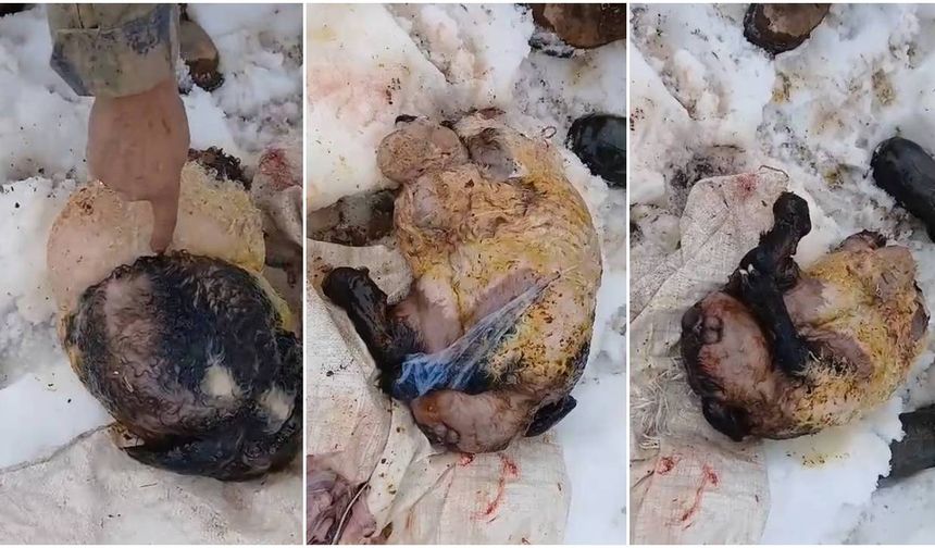 Kemah’ta Şaşırtan Doğum: Ölü Doğan Kuzu Görenleri Hayrete Düşürdü (VİDEO)