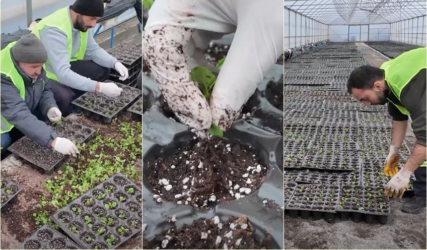 Erzincan Bahara Renkleniyor