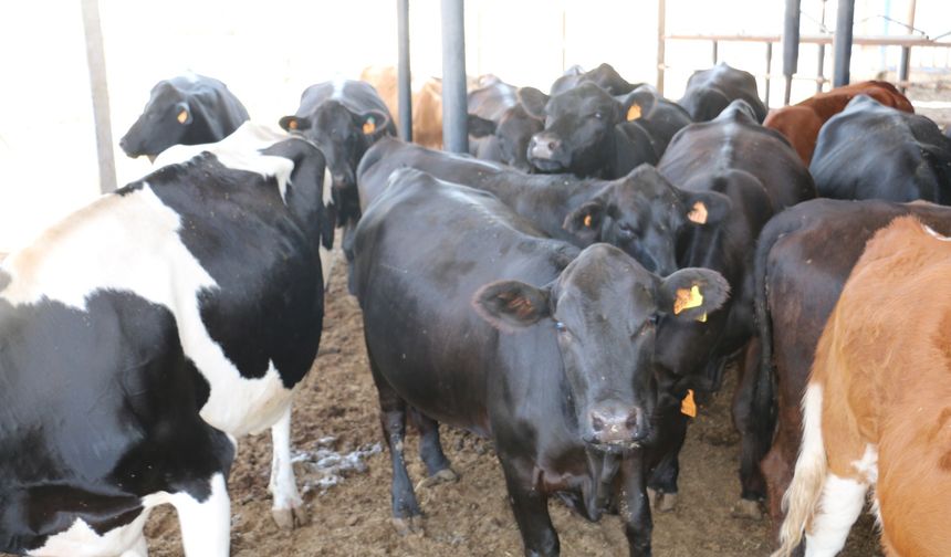 Erzincan’da Besilik Hayvan Askısı Başladı