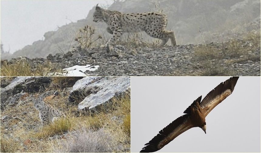 Kemaliye’de Vaşak ve Kızıl Akbaba Objektiflere Yansıdı