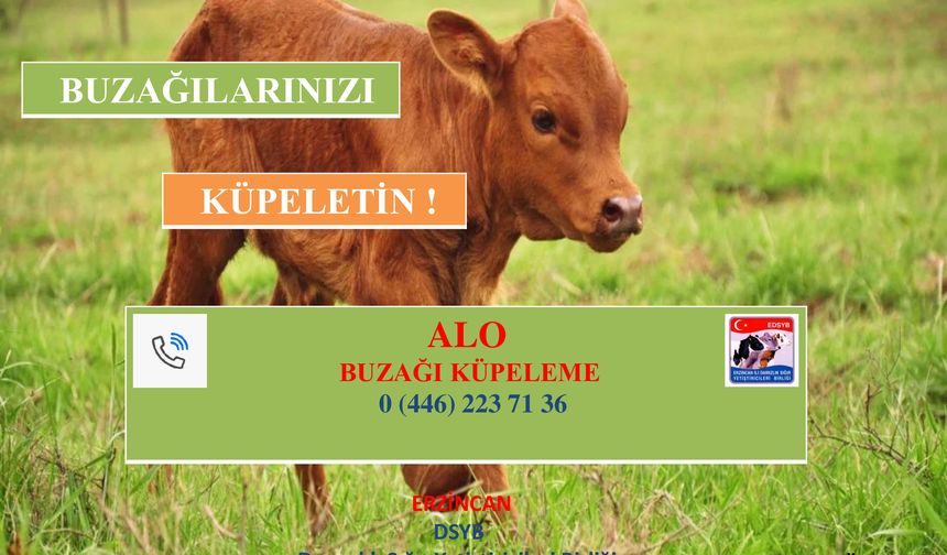 Erzincan DSYB’den Yetiştiricilere Çağrı: “Buzağılarınızı Küpeletin”