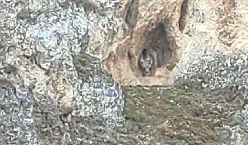 Refahiye'de Kış Uykusundan uyanan ayı vatandaşlarca görütülendi (video)
