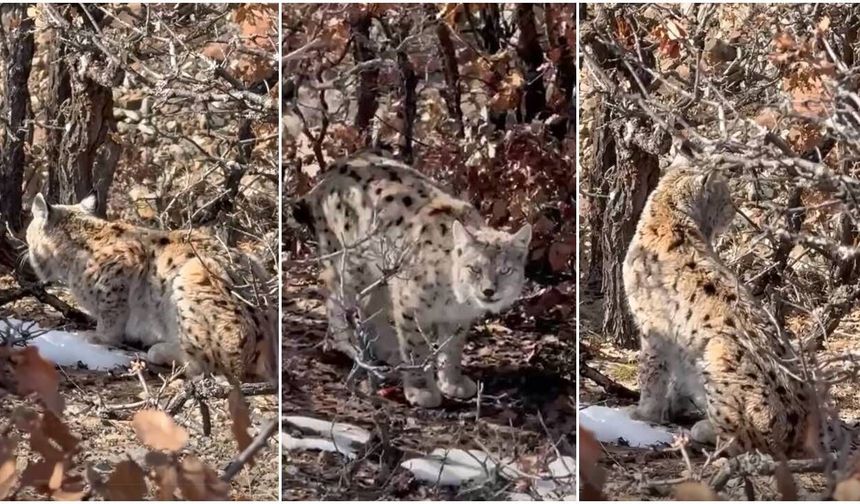 Kemah'ta Vaşak, Doğal Ve Sakin Davranışlarıyla Dikkat Çekti (VİDEO)