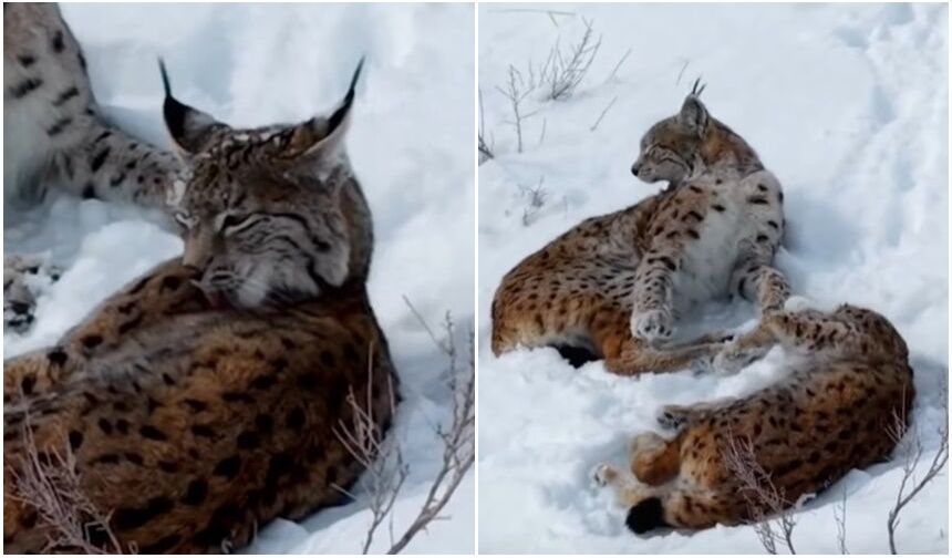 Erzincan’da Nadir Görülen Vaşaklar Kameraya Yakalandı (VİDEO)