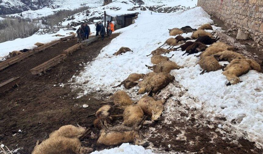 Kemah’ta Yem Zehirlenmesi Şüphesiyle 80 Koyun Telef Oldu (VİDEO)