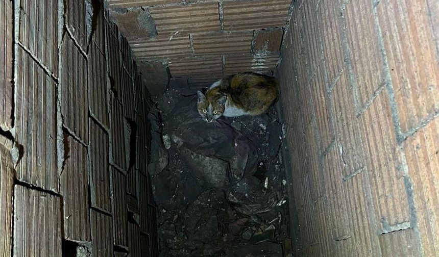 Mahsur Kalan Kedi İçin İtfaiye Seferber Oldu