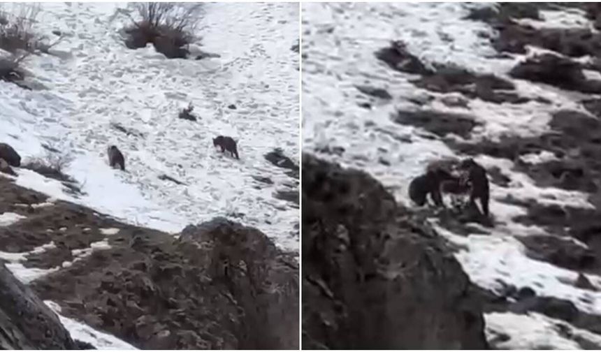 Erzincan’da Yavru Ayıların Kar Üzerindeki Neşesi Kamerada (VİDEO)