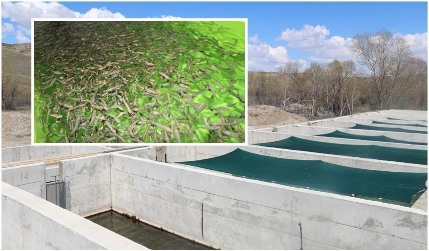 Çayırlı’da 25 Tonluk Üretim Planı