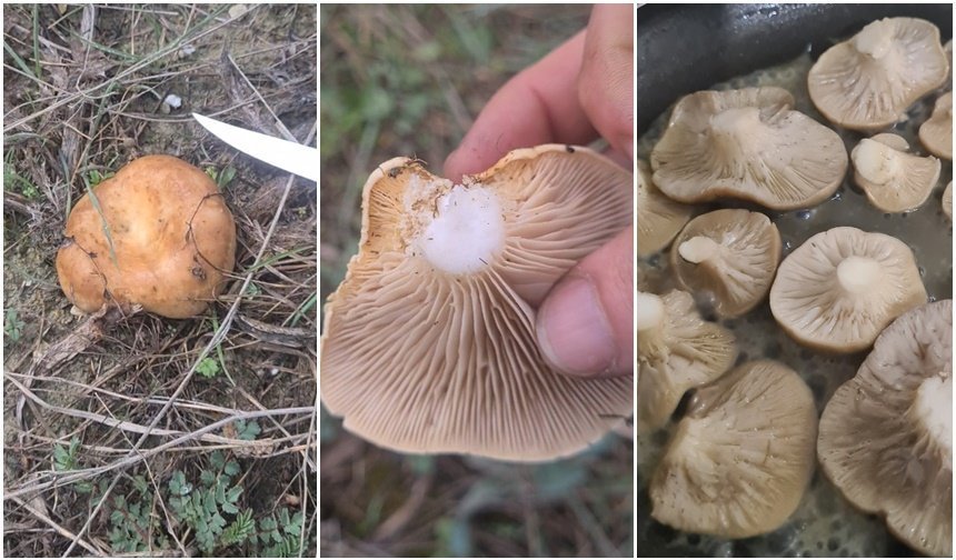 Erzincan Kırsalında Mantar Bereketi (VİDEO)