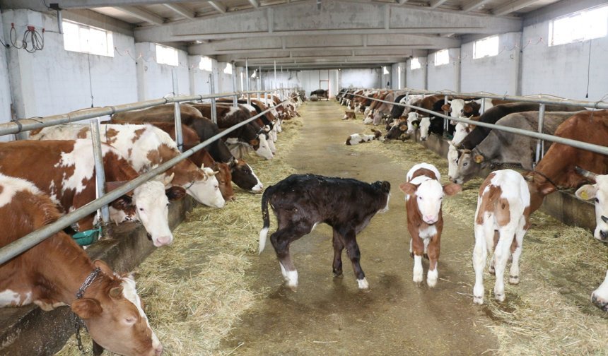 Erzincan’da Süt Üretiminden Katma Değere