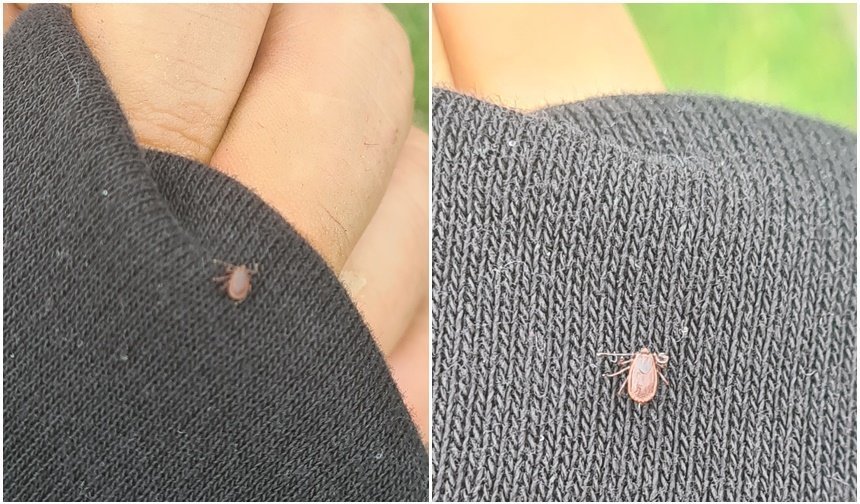 Kemah Pelitsırtı’nda Kene Paniği