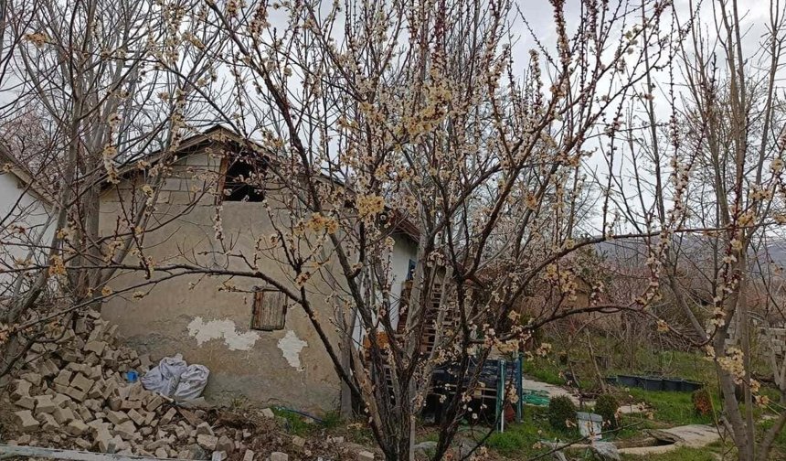 Erzincan'da kayısı çiçeklerine 'don' sürprizi