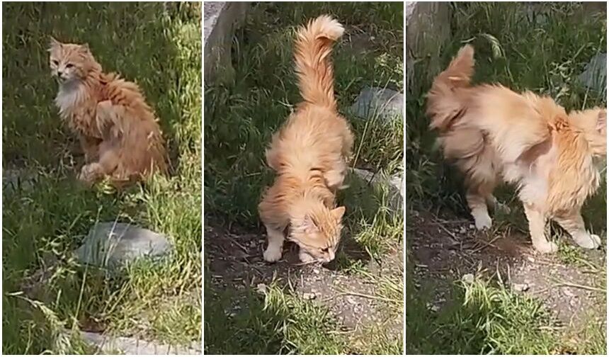 Erzincan’da “Kanatlı Kedi” Şaşkınlığı (VİDEO)
