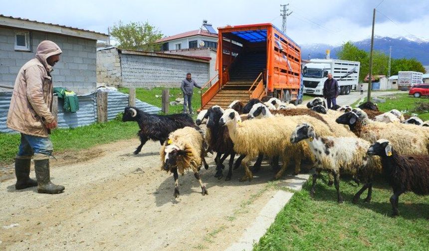 Erzincan Tulum Peyniri Üreticileri Zorlu Mesai İçin Yola Çıktı (VİDEO)