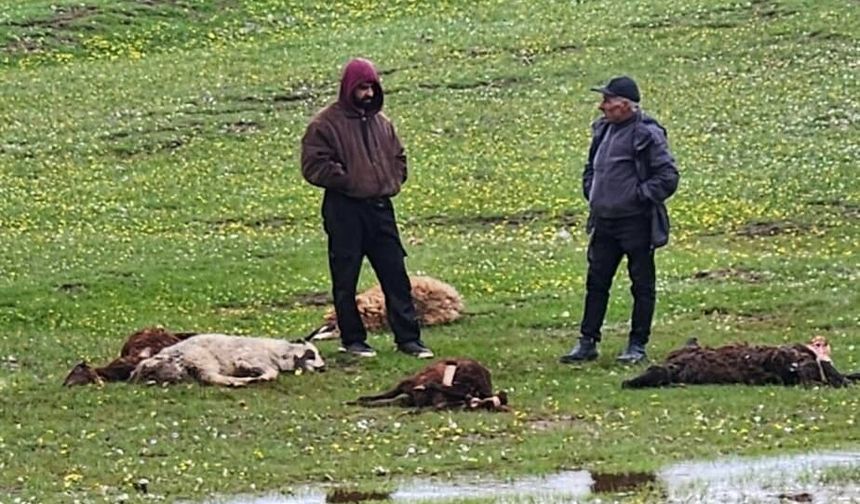 Erzincan’da Ayı Dehşeti: Koyun Sürüsüne Saldıran Ayı 20 Hayvanı Telef Etti