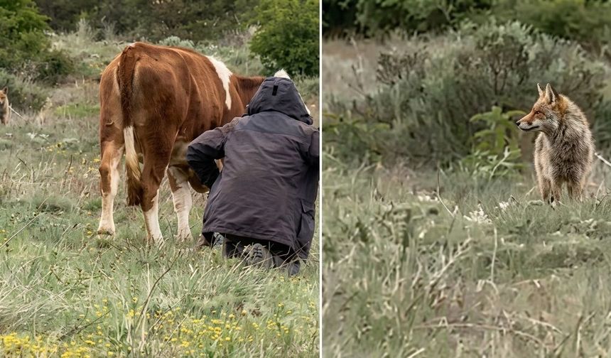 Erzincan’da Kurt Sürüyle Burun Buruna Geldi (VİDEO)