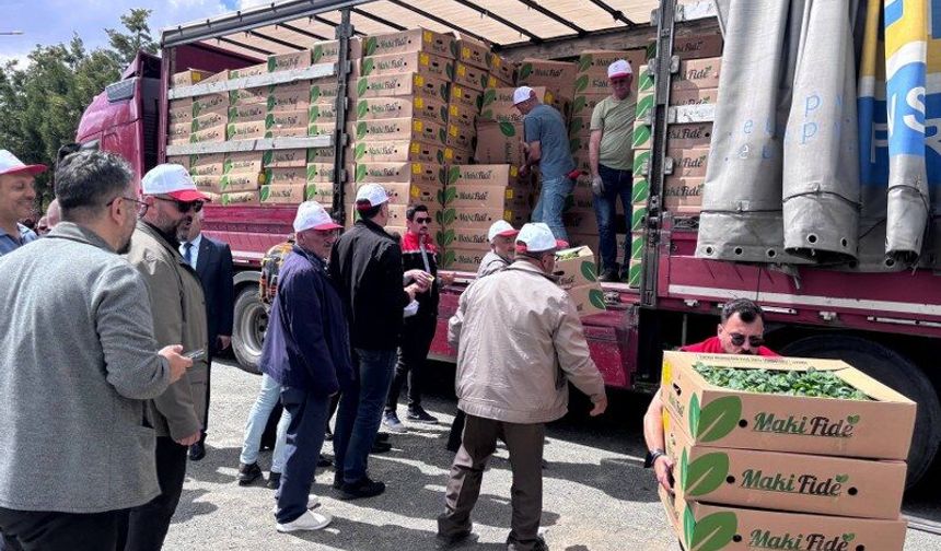 Erzincan’da Üreticiye Dev Destek: 779 Bin Sebze Fidesi Dağıtıldı (VİDEO)