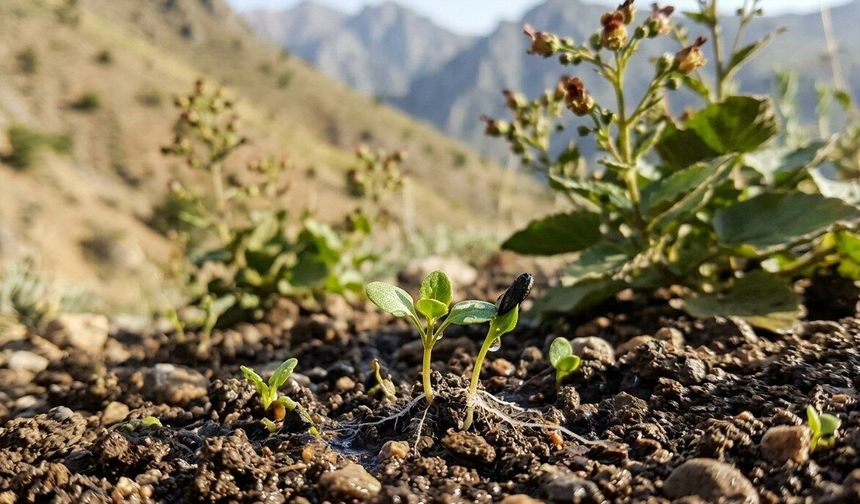 Erzincan’ın Gizli Hazinesi Çimlenmeyi Bekliyor