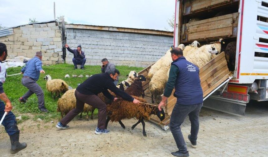 Kamyona Binmek İstemeyen Hayvanlar Üreticileri Saatlerce Uğraştırdı (VİDEO)