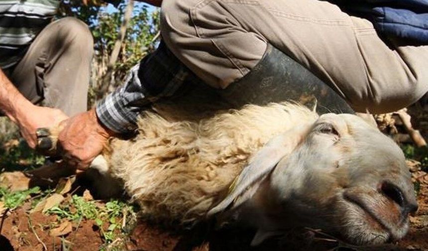 Kurban kesiminde 3. gün detayı