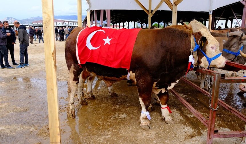 Hayvan Pazarı’nda Bayram Bereketi
