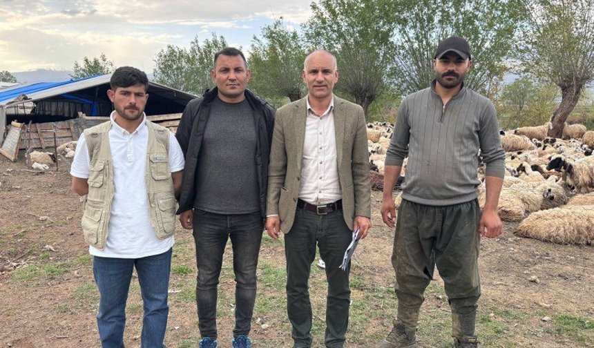 Türkiye’de Bir İlk: Afgan Çobanlar Erzincan'da Asgari Ücretle Göreve Başladı (VİDEO)