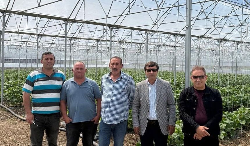 Çayırlı'da İlk Hasat Başlıyor
