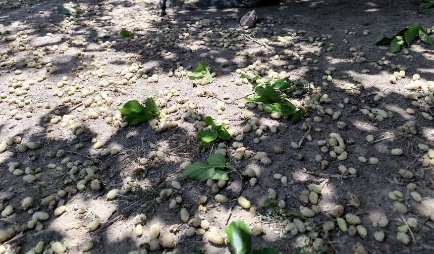 Şiddetli Poyraz Sebebiyle Erzincan'da Bahçeler Zarar Gördü