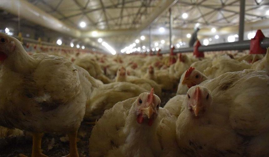 Erzincan’da Tavuklarda Şaşırtıcı Direnç Sinyali