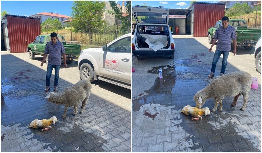 Koyununu Arabaya Koyup Umuda Koştu