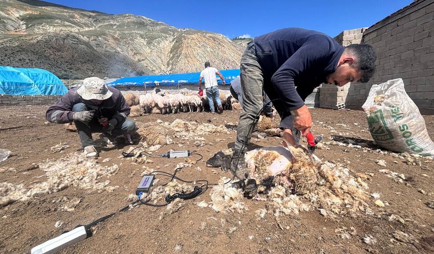 Erzincan’da Kuzu Kırkım Mesaisi Başladı (VİDEO)