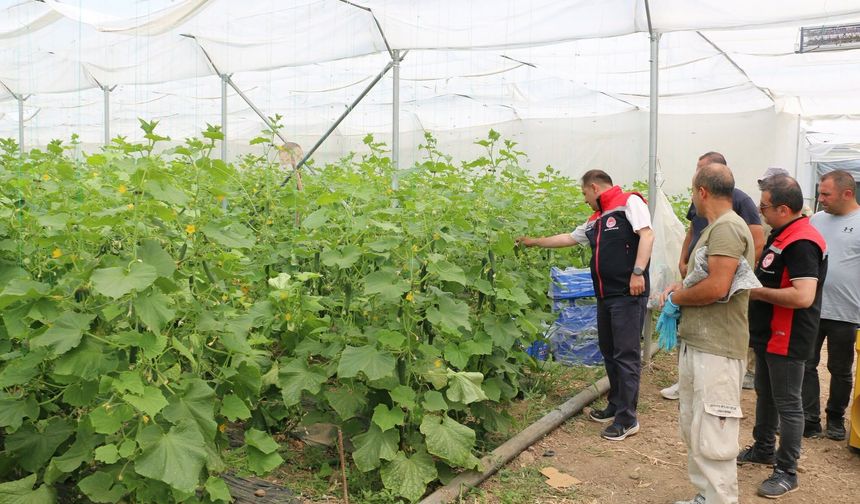 Erzincan’da Tarımın Yükselen Gücü: Seracılık