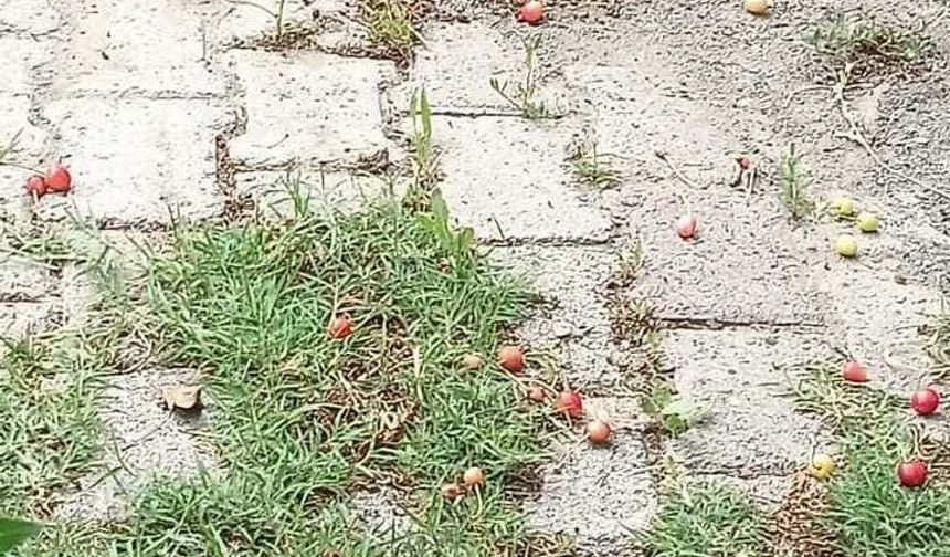 Üzümlü’de Çıkan Kuvvetli Rüzgâr Meyveleri Döktü!