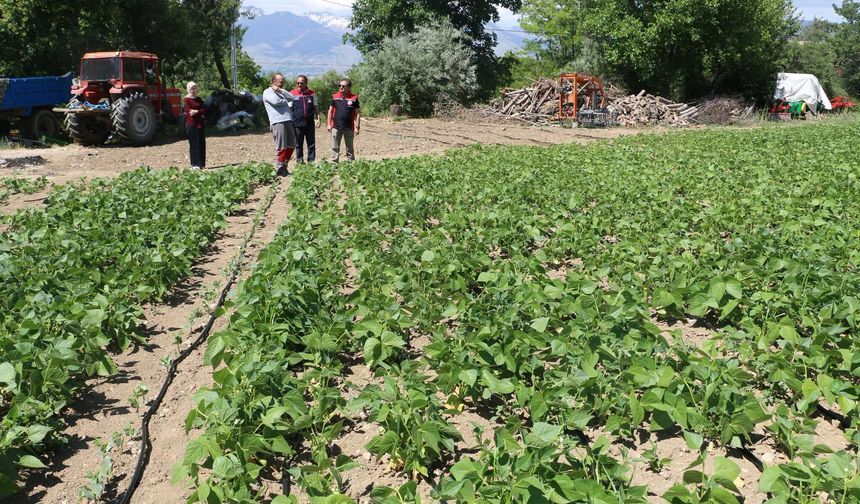 Erzincan'ın Tescilli Fasulyesi Işıl-24 İçin Yeni Proje Müjdesi