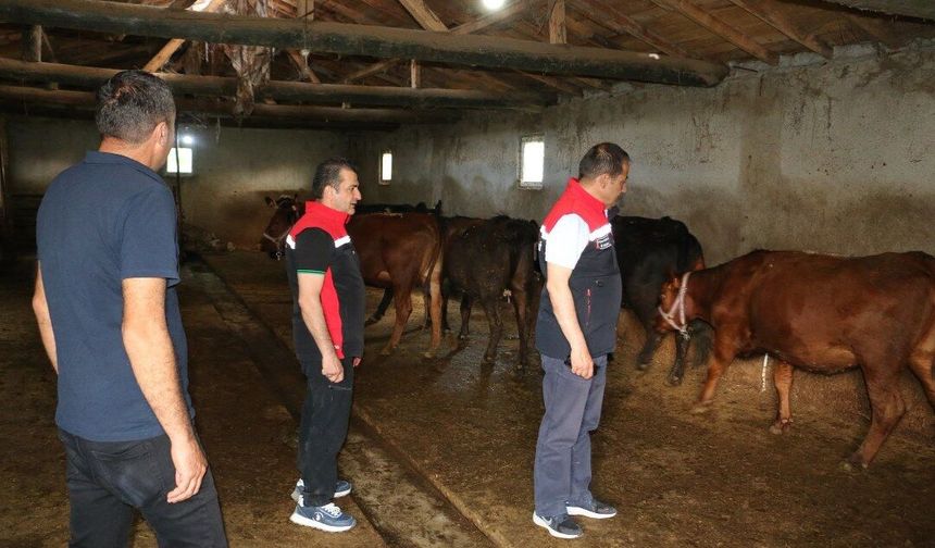 Erzincan’da Angus Desteğiyle Üretim Atağı