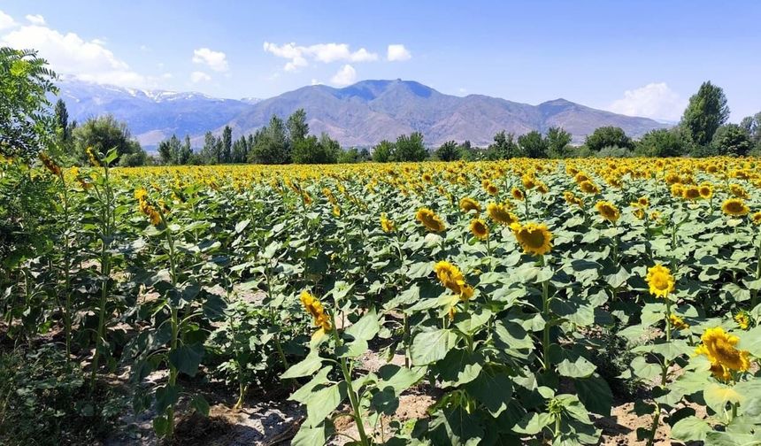 Ayçiçeği Üretimi Erzincan Ovası'nda Hızla Artıyor