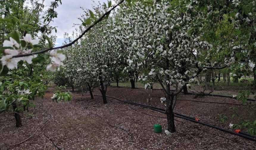 Erzincan’da Meyve Bahçesi Kuracaklara Altın Değerinde İpuçları