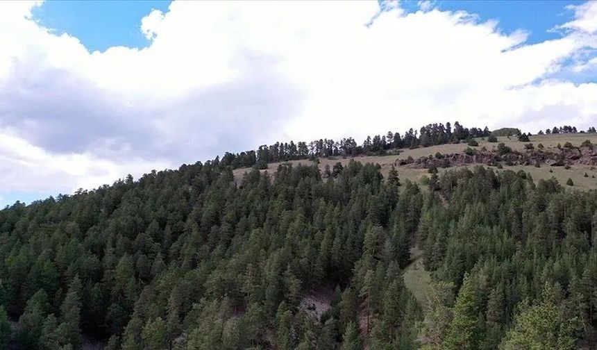 Erzincan'da Ormanlara Giriş Yasaklandı: İşte Yeni Kurallar ve Tarihler!