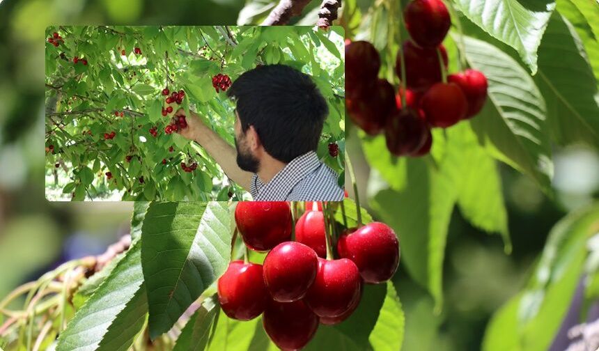 Erzincan'da Kirazda Rekolte Beklentisi 3 Bin 500 Tona Ulaştı!