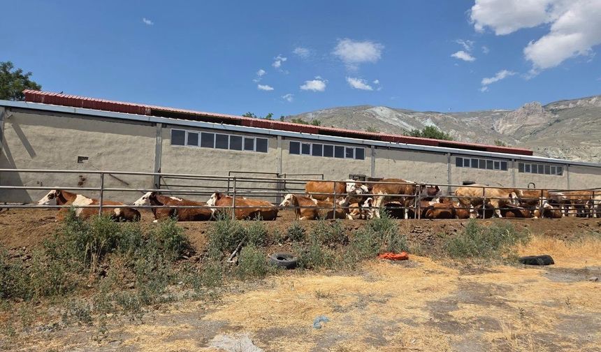 TKDK Desteğiyle Erzincan'da Modern Süt Hayvancılığı Yatırımı